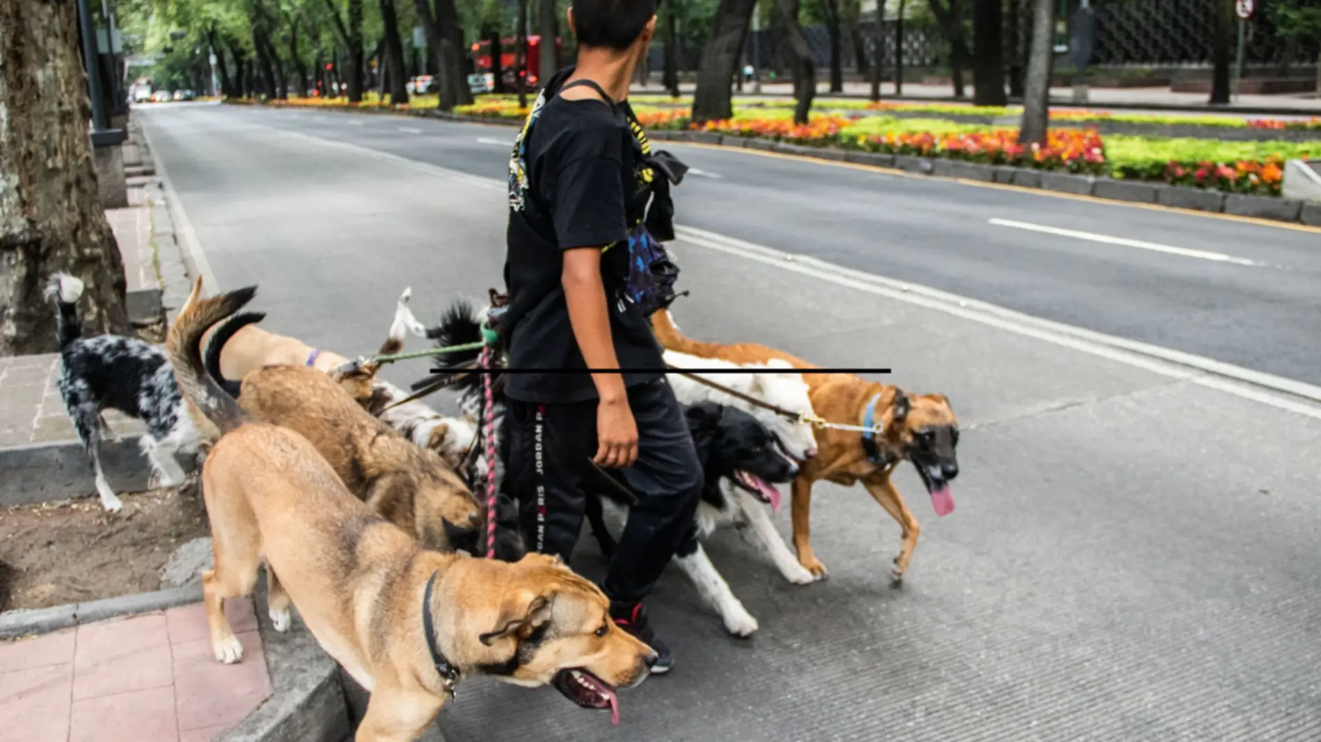 Animales de Compañía